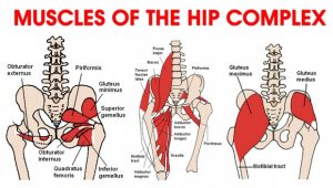 muscles-of-hip-620x351